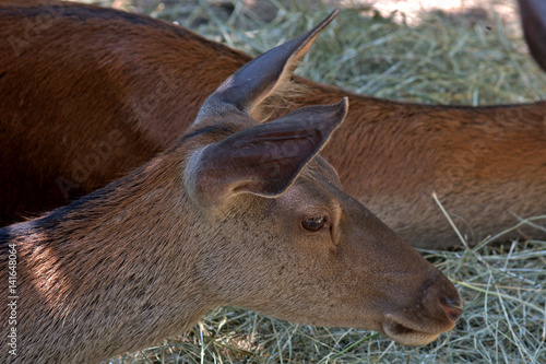 Red deer, Szarvas, Hungary photo