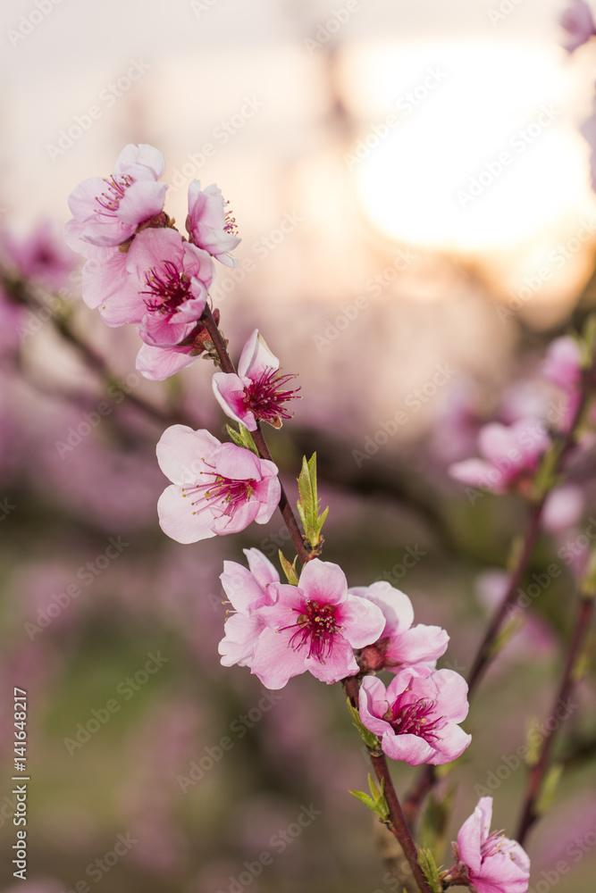 Peach flowers are blooming in springtime Peach flowers are blooming in springtime