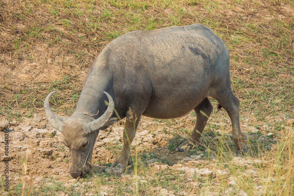 Fototapeta premium Thai buffalo is grazing in a field.