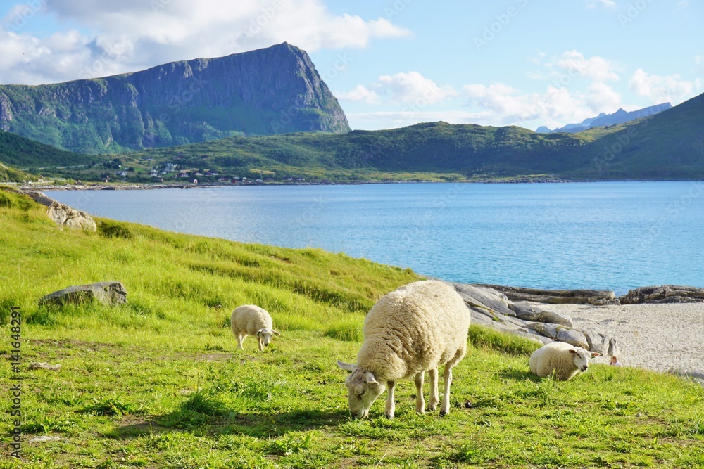 Obraz premium Sheep grazing in the grass by a beach in the Lofoten islands, Norway