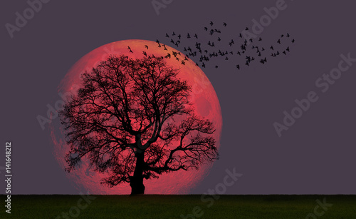 Lone tree with supermoon "Elements of this image furnished by NASA"