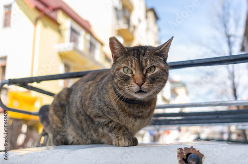street kitten posing © Svetoslav Radkov