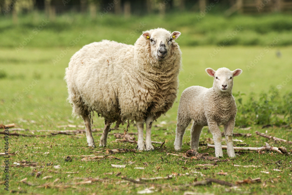 Fototapeta premium Mother ewe sheep with lamb