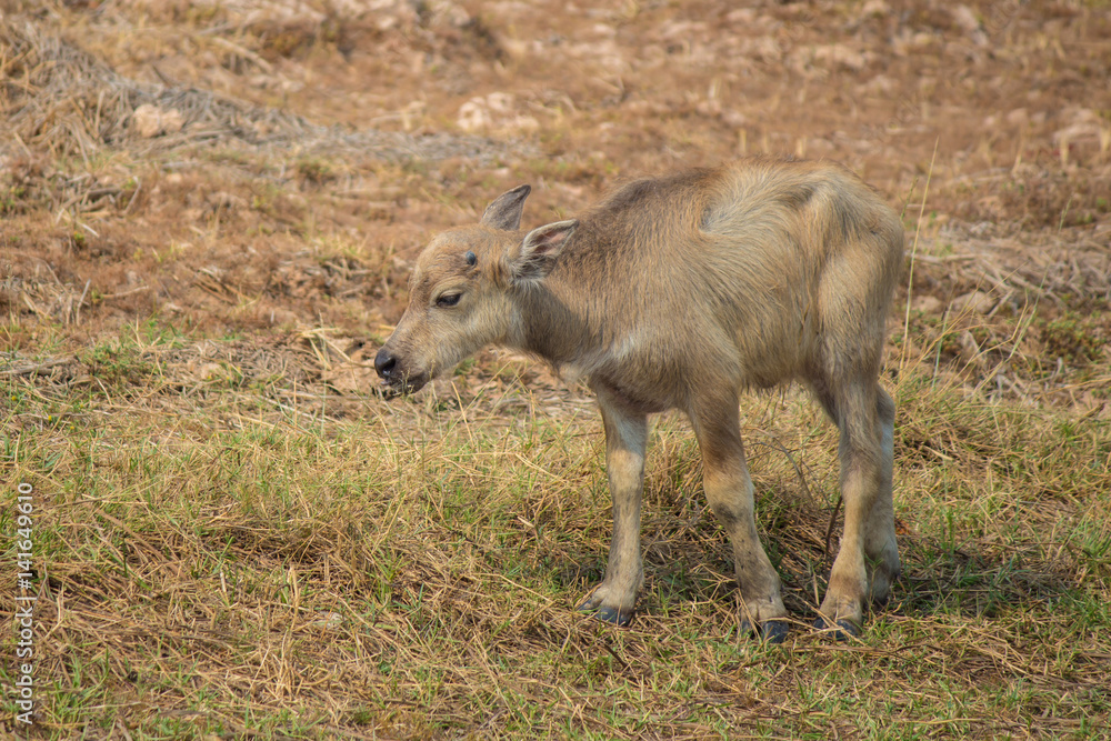 Thai baby buffalo is grazing in a field. Thai baby buffalo is grazing in a field.