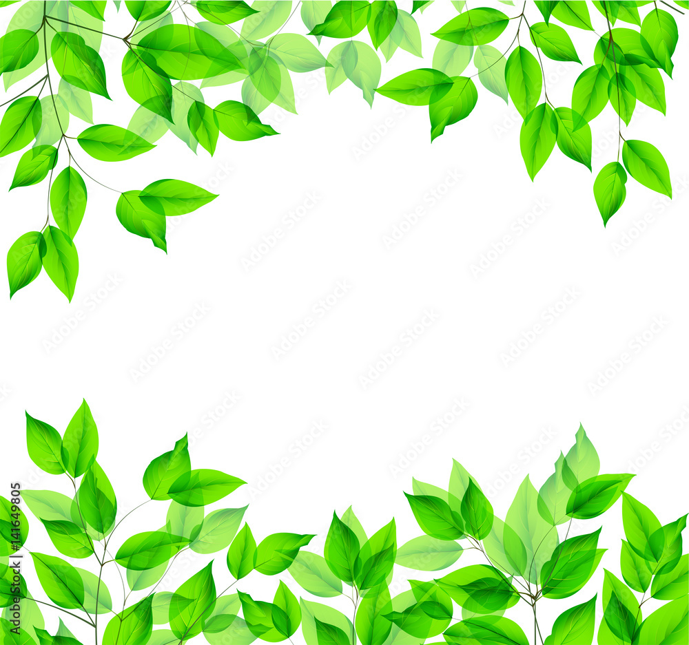 Isolated leaves.Vector illustration.EPS10