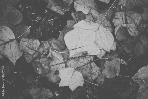 Faded black and white detailed dry fall leaves on the ground in the Pacific Northwest photo