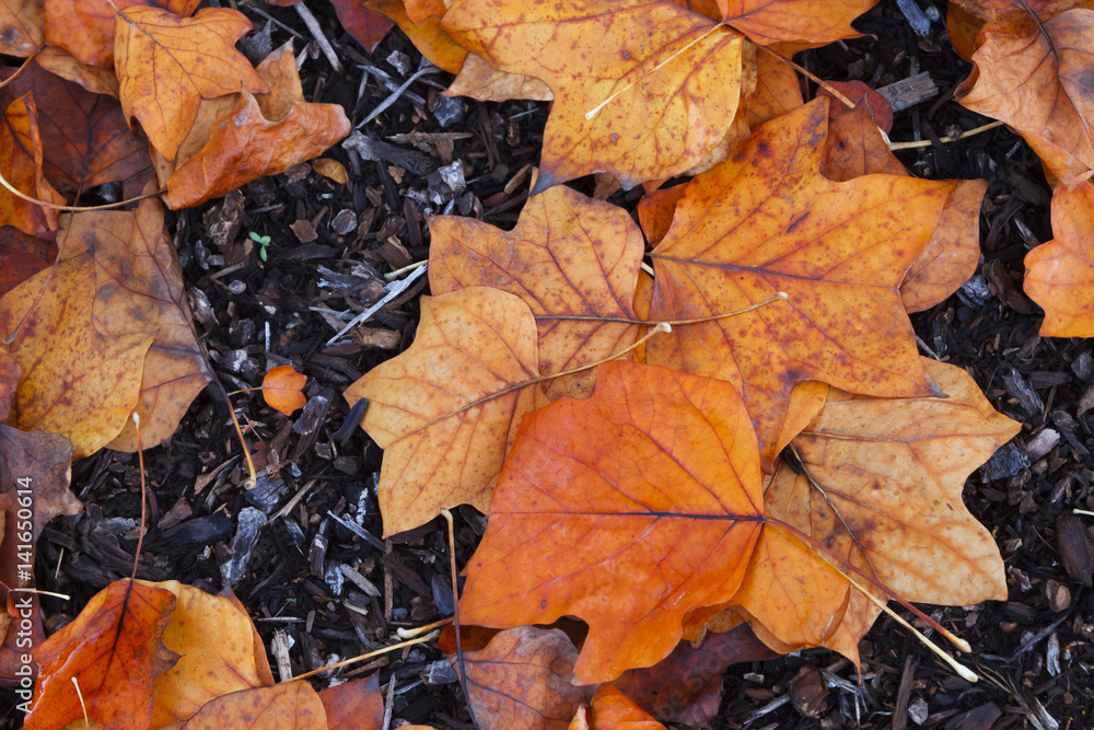 Vibrant newly fallen leaves on the ground during a rainy day in the Pacific Northwest