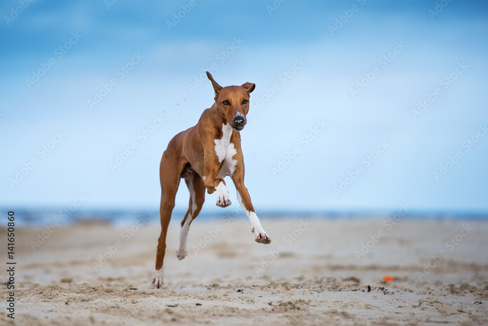 Azawakh running hotsell