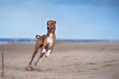 Valokuva happy azawakh dog running on a beach