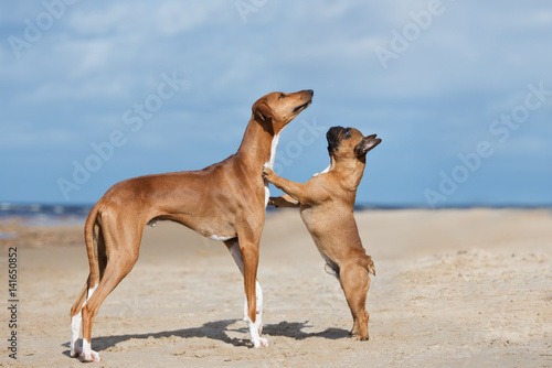 two red dogs posing on a beach together