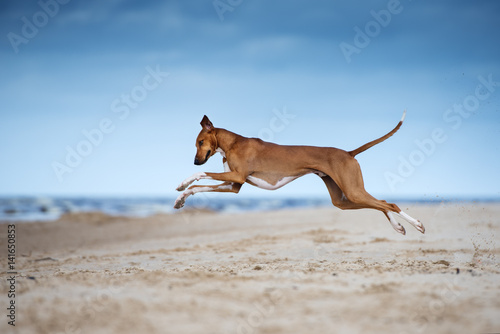 happy azawakh dog jumping running on the beach