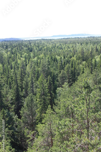 Вид на лес с высоты.