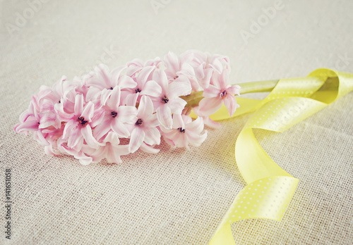 Branch of a pink hyacinth with a yellow ribbon on a cotton fabric background. Empty copy space for text photo