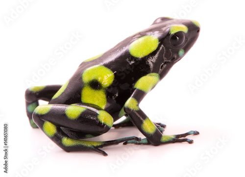 poison dart frog, Dendrobates auratus from the tropical rain forest of Colombia. A poisonous animal isolated on white.