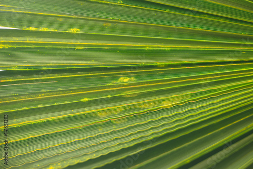 Abstract close up of tropical exotic green palm tree leaf