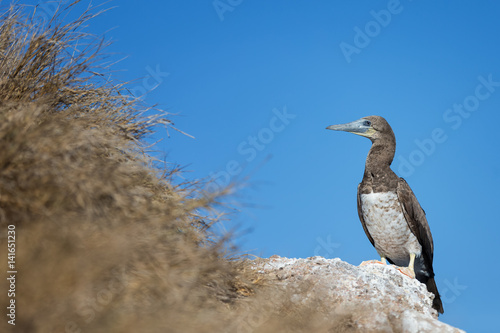 Portrait of a brown booby (Sula leucogaster) on a uninhabited island off the coast of Mexico