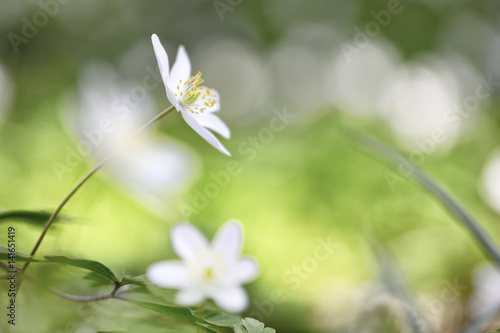 Wild spring wild flowers, wood nemone nemorosa. A macro of a delicate and fragile wildflower. Narrow DOF soft nature background. photo