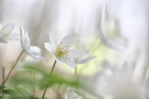 Wildflower minimalism - white spring wild flowers