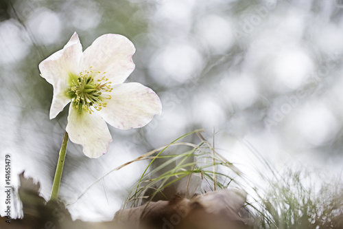 Foto Helleborus niger, commonly called Christmas rose or black hellebore