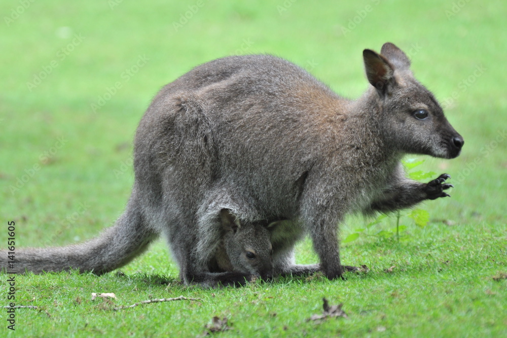 Känguru und Junges