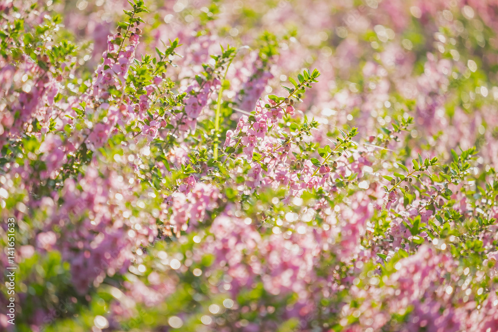 Pink Angelonia goyazensis Benth