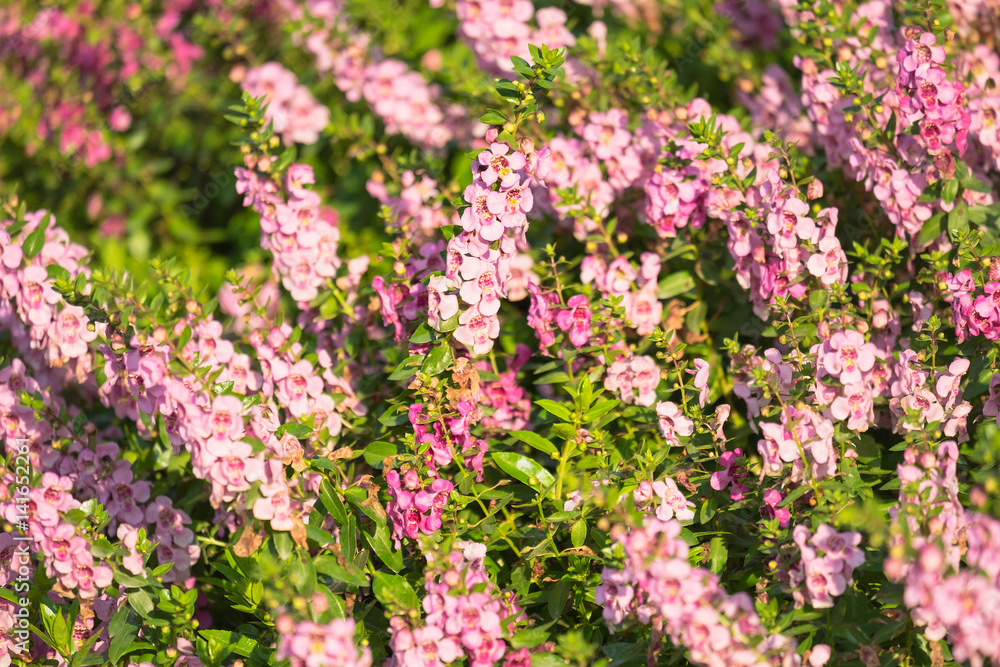 Pink Angelonia goyazensis Benth