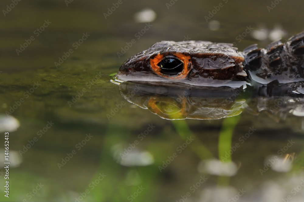 Fototapeta premium Half