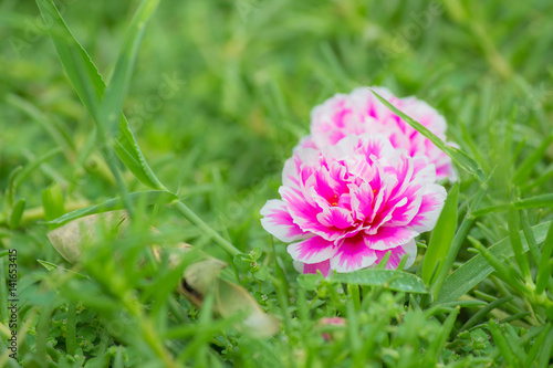Beautiful pink flower. Little Hogweed or Pusley in a garden.