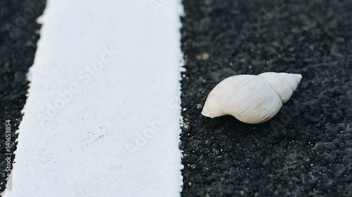 Shells on the street