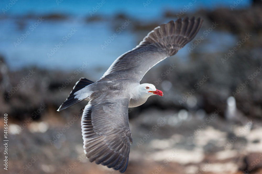 Fototapeta premium Heermanns Gull (Larus heermanni) in flight over a rocky landscape by the sea on an uninhabited island off the coast of Mexico