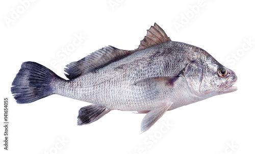 The black drum (Pogonias cromis). Isolated on white background