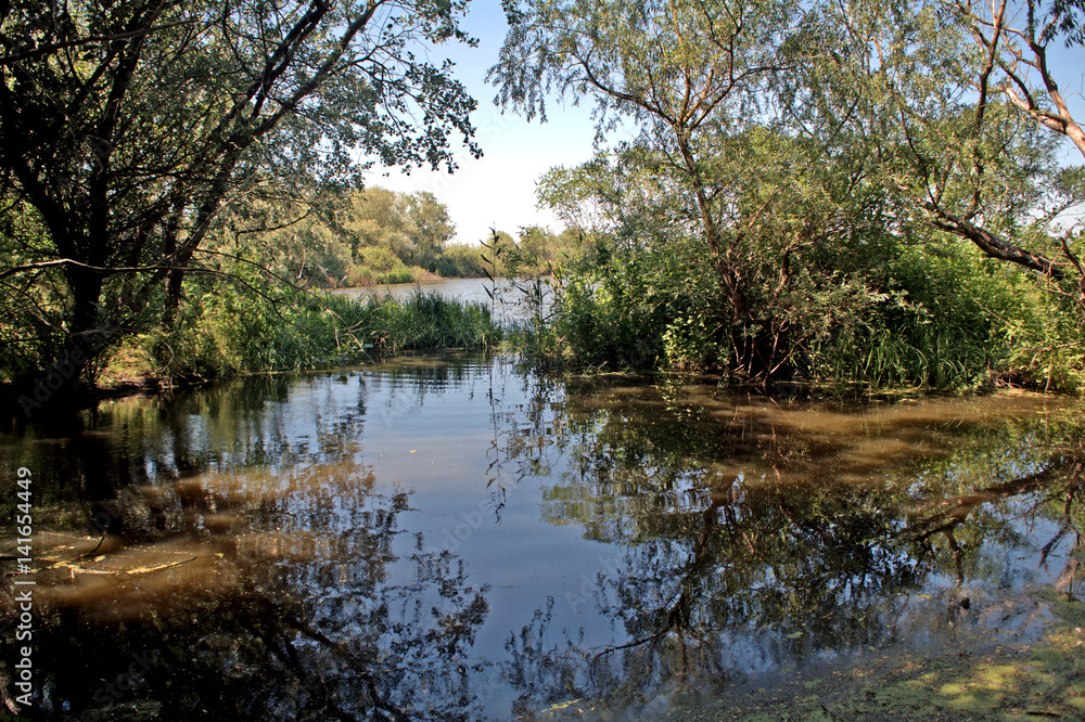 Swampy area at River Tisza, Tiszaalpar, Hungary Swampy area at River Tisza, Tiszaalpar, Hungary