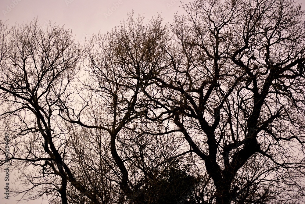 tree branches against the sky tree branches against the sky