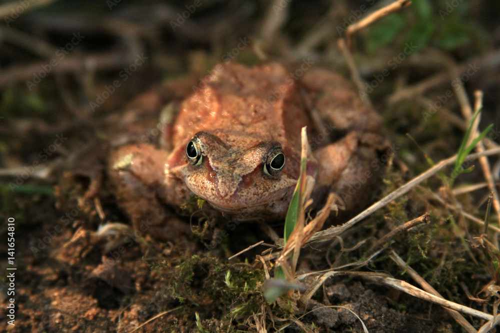 Fototapeta premium Brown frog sitting and looking forward