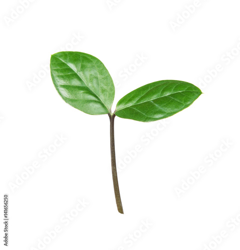 Green sprout on a white bac...