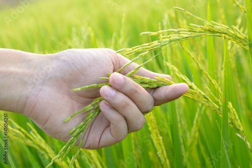 Agriculture. hand gently holding young rice with warm sunlight.