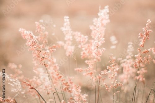 grass flower field in spring background