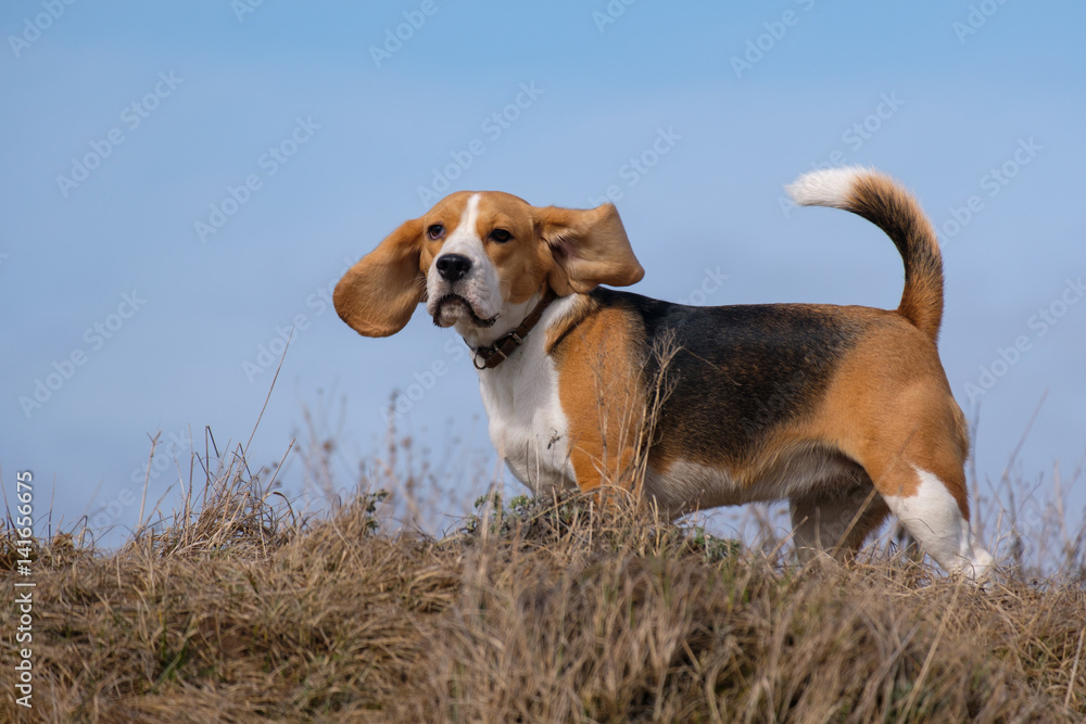 Portrait of a Beagle on a spring walk