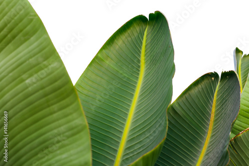 Banana leaf isolated on white background