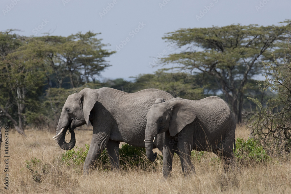 Kenya Africa