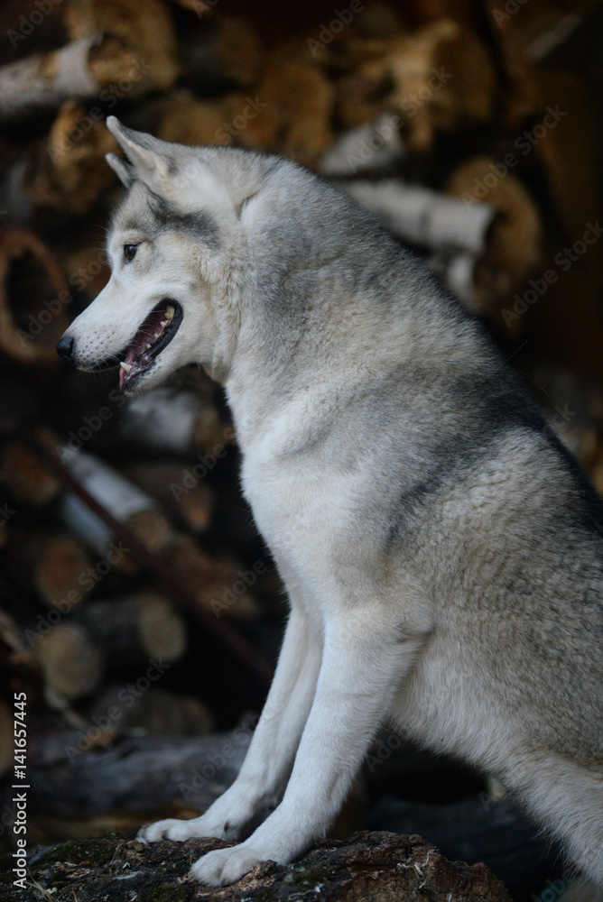Siberian husky dog near woodpile firewood