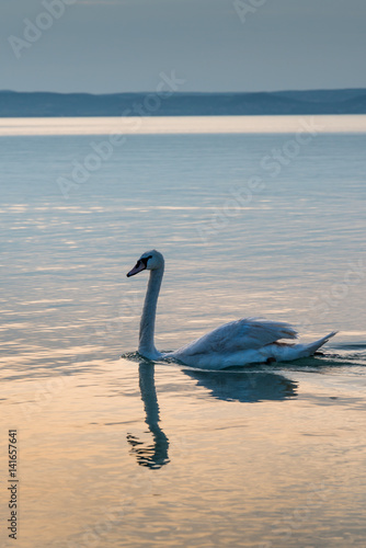 Swans on the lake Balaton in the sunset.