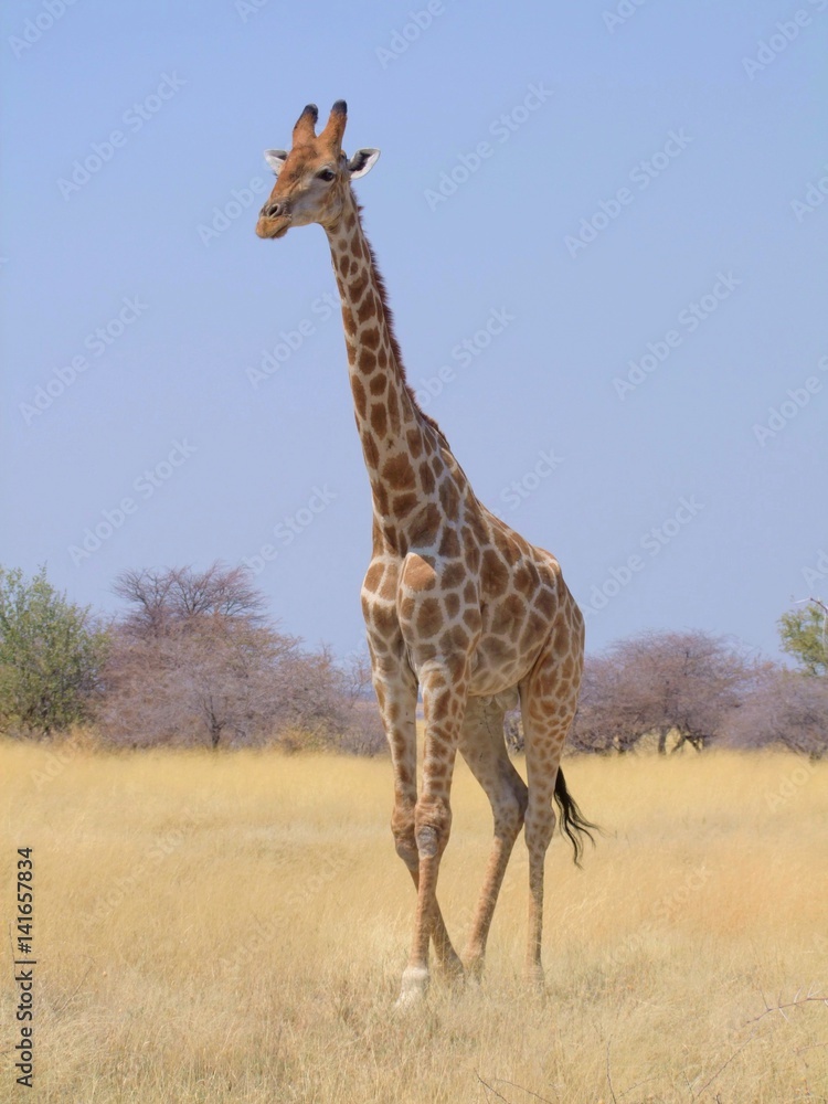 Obraz premium Giraffe in Etosha National Park, Namibia