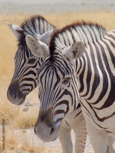 Baby Zebra and mother in Etosha National Park  Namibia