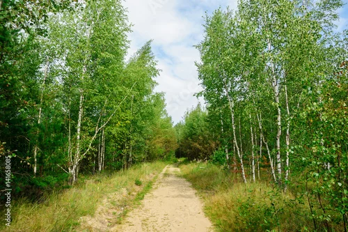 Obraz wąska leśna ścieżka