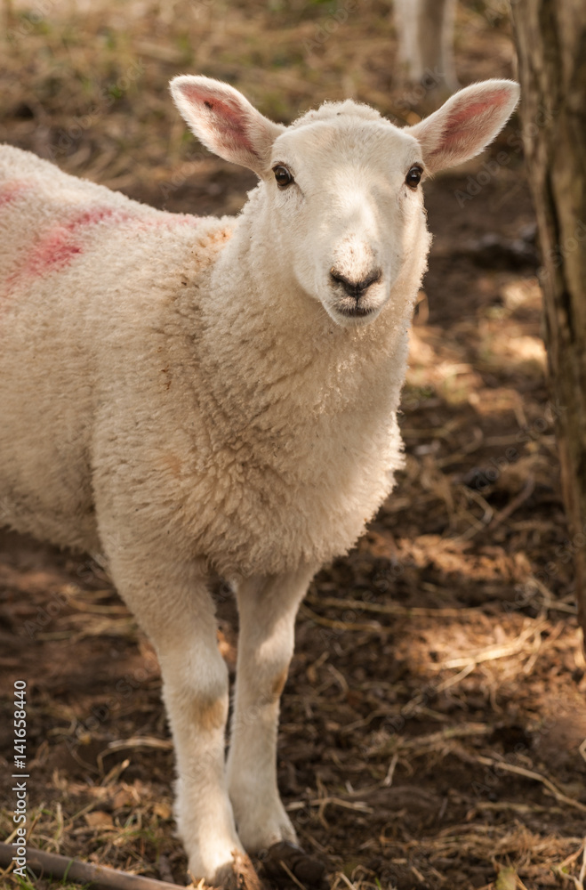 Spring Lamb standing in the shade Spring Lamb standing in the shade