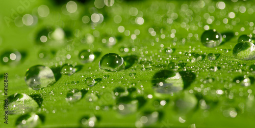 Water drops close up on a green grass leaf