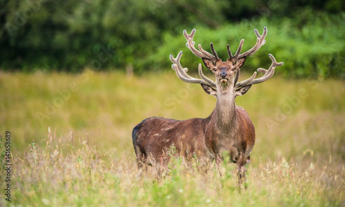 Fototapeta Naklejka Na Ścianę i Meble -  Majestic Red deer stag with large antlers standing in a grassy open meadow