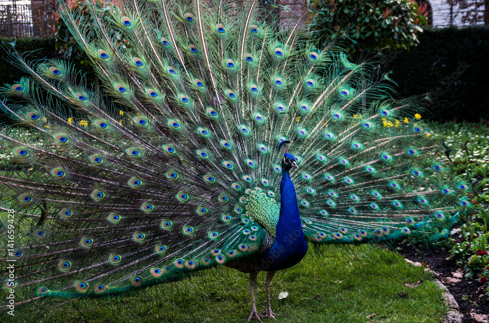 Obraz premium A beautiful male peacock showing its wheel in the act of courting the female, on the green grass of a public park