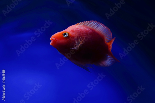 Fish red © yupaluk